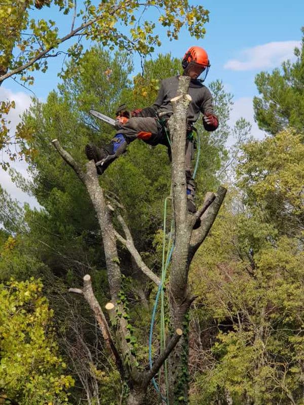 Élagage d'arbres